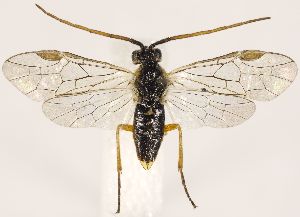  ( - ZMUO.031669)  @13 [ ] CreativeCommons - Attribution Non-Commercial (2018) Marko Mutanen University of Oulu