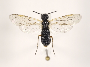  ( - ZMUO.032026)  @13 [ ] CreativeCommons - Attribution Non-Commercial (2018) Marko Mutanen University of Oulu