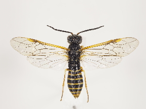  (Strongylogaster multifasciata - ZMUO.032575)  @14 [ ] CreativeCommons - Attribution Non-Commercial (2018) Marko Mutanen University of Oulu