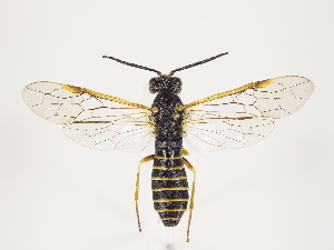  (Strongylogaster multifasciata - ZMUO.032755)  @14 [ ] CreativeCommons - Attribution Non-Commercial (2018) Marko Mutanen University of Oulu