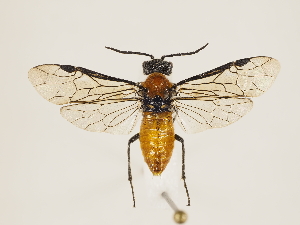  ( - ZMUO.032852)  @12 [ ] CreativeCommons - Attribution Non-Commercial (2018) Marko Mutanen University of Oulu