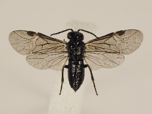  (Endelomyia aethiops - ZMUO.033015)  @14 [ ] CreativeCommons - Attribution Non-Commercial (2018) Marko Mutanen University of Oulu