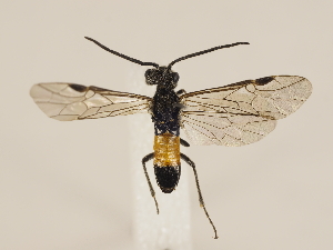  ( - ZMUO.033307)  @13 [ ] CreativeCommons - Attribution Non-Commercial (2018) Marko Mutanen University of Oulu