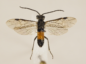  ( - ZMUO.033424)  @13 [ ] CreativeCommons - Attribution Non-Commercial (2018) Marko Mutanen University of Oulu