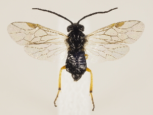  ( - ZMUO.033632)  @11 [ ] CreativeCommons - Attribution Non-Commercial (2018) Marko Mutanen University of Oulu