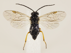  ( - ZMUO.033633)  @11 [ ] CreativeCommons - Attribution Non-Commercial (2018) Marko Mutanen University of Oulu