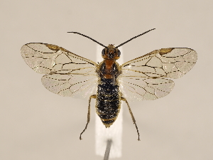  ( - ZMUO.033803)  @12 [ ] CreativeCommons - Attribution Non-Commercial (2018) Marko Mutanen University of Oulu