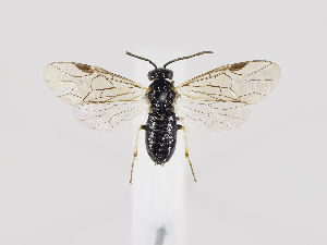  ( - ZMUO.035579)  @12 [ ] CreativeCommons - Attribution Non-Commercial (2019) Marko Mutanen University of Oulu