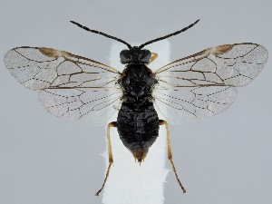  ( - ZMUO.058326)  @11 [ ] by-nc (2022) Marko Mutanen University of Oulu