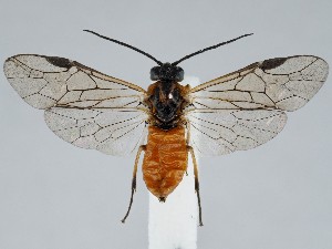  ( - ZMUO.058355)  @11 [ ] by-nc (2022) Marko Mutanen University of Oulu