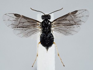  ( - ZMUO.058452)  @11 [ ] by-nc (2022) Marko Mutanen University of Oulu