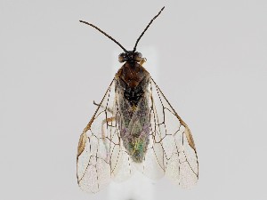  ( - ZMUO.058653)  @11 [ ] by-nc (2022) Marko Mutanen University of Oulu