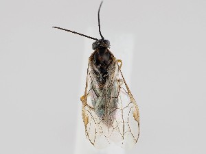  ( - ZMUO.058661)  @11 [ ] by-nc (2022) Marko Mutanen University of Oulu