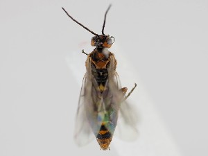  ( - ZMUO.058784)  @11 [ ] by-nc (2022) Marko Mutanen University of Oulu