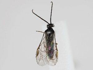  ( - ZMUO.058802)  @11 [ ] by-nc (2022) Marko Mutanen University of Oulu