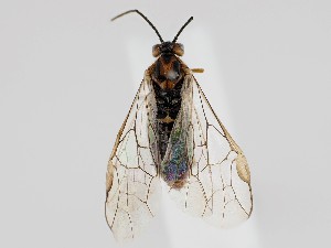  ( - ZMUO.058837)  @11 [ ] by-nc (2022) Marko Mutanen University of Oulu