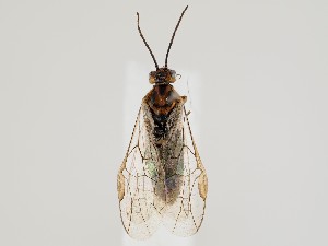  ( - ZMUO.058911)  @11 [ ] by-nc (2022) Marko Mutanen University of Oulu