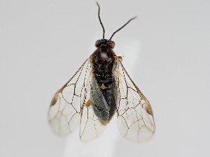  ( - ZMUO.058936)  @11 [ ] by-nc (2022) Marko Mutanen University of Oulu