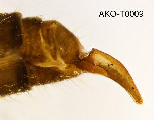 ( - AKO-T0009)  @11 [ ] CreativeCommons - Attribution Share-Alike (2025) Ari Kakko University of Oulu