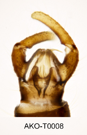  (Trichocera implicata - AKO-T0008)  @11 [ ] CreativeCommons - Attribution Share-Alike (2025) Ari Kakko University of Oulu