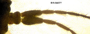  ( - EVI-000077)  @11 [ ] CreativeCommons - Attribution Share-Alike (2025) Esko Viitanen University of Oulu