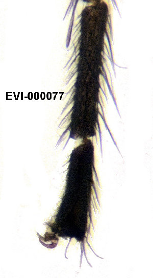  ( - EVI-000077)  @11 [ ] CreativeCommons - Attribution Share-Alike (2025) Esko Viitanen University of Oulu