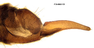  (Trichocera pappi - EVI-000113)  @11 [ ] CreativeCommons - Attribution Non-Commercial Share-Alike (2025) Esko Viitanen University of Oulu
