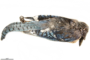  ( - BIOUG49276-B04)  @11 [ ] CreativeCommons - Attribution (2019) CBG Photography Group Centre for Biodiversity Genomics