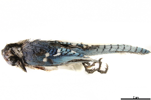  ( - BIOUG49276-B05)  @11 [ ] CreativeCommons - Attribution (2019) CBG Photography Group Centre for Biodiversity Genomics