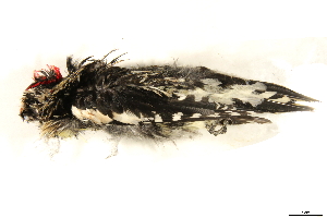  ( - BIOUG49276-D05)  @11 [ ] CreativeCommons - Attribution (2019) CBG Photography Group Centre for Biodiversity Genomics