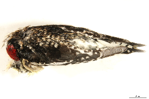  ( - BIOUG49276-D06)  @11 [ ] CreativeCommons - Attribution (2019) CBG Photography Group Centre for Biodiversity Genomics
