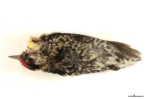  ( - BIOUG49276-D07)  @11 [ ] CreativeCommons - Attribution (2019) CBG Photography Group Centre for Biodiversity Genomics