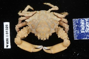  ( - 106422-1329)  @11 [ ] Unspecified (default): All Rights Reserved  Unspecified Fish and Wildlife Research Institute