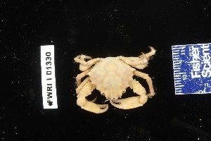  ( - 106422-1330)  @11 [ ] Unspecified (default): All Rights Reserved  Unspecified Fish and Wildlife Research Institute