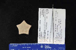  (Pawsonaster - 67616-113)  @11 [ ] by-nc-sa (2020) Paul Larson Fish and Wildlife Research Institute