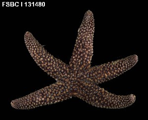  ( - 131480-1252)  @11 [ ] Unspecified (default): All Rights Reserved  Unspecified Fish and Wildlife Research Institute