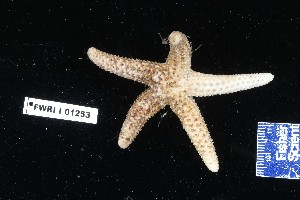  ( - 143461-1253)  @11 [ ] Unspecified (default): All Rights Reserved  Unspecified Fish and Wildlife Research Institute