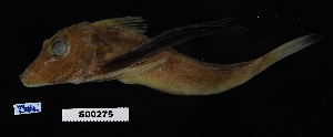  (Prionotus roseus - FWRI 01418)  @11 [ ] CreativeCommons - Attribution Non-Commercial Share-Alike (2019) Fish and Wildlife Conservation Commission Fish and Wildlife Research Institute