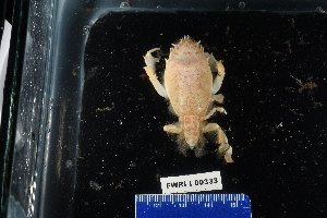  (Raninoides laevis - 137982-333)  @11 [ ] by-nc-sa (2020) Paul Larson Fish and Wildlife Research Institute