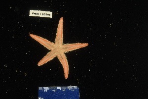  (Astropecten alligator - 138259-369)  @11 [ ] by-nc-sa (2020) Paul Larson Fish and Wildlife Research Institute