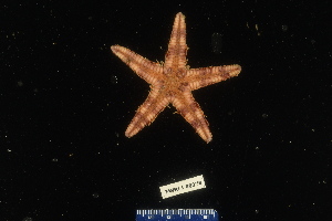  (Astropecten duplicatus - 138272-376)  @11 [ ] by-nc-sa (2020) Paul Larson Fish and Wildlife Research Institute