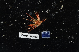  (Coelopleurus floridanus - 135389-455)  @11 [ ] by-nc-sa (2020) Paul Larson Fish and Wildlife Research Institute
