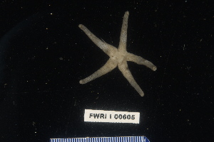  ( - 138277-605)  @11 [ ] by-nc-sa (2020) Paul Larson Fish and Wildlife Research Institute