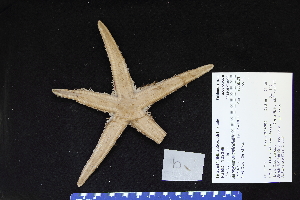 Astropecten articulatus - Wikipedia