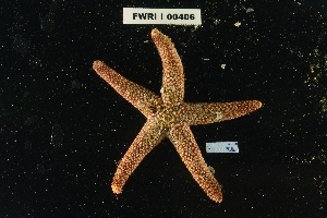  ( - FWRI_I_00406)  @11 [ ] CreativeCommons - Attribution Non-Commercial Share-Alike (2018) Unspecified Fish and Wildlife Research Institute