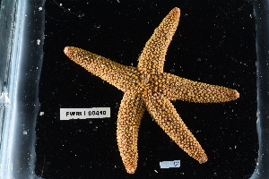  ( - FWRI_I_00410)  @11 [ ] CreativeCommons - Attribution Non-Commercial Share-Alike (2018) Unspecified Fish and Wildlife Research Institute