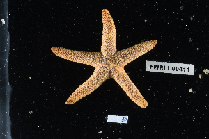  ( - FWRI_I_00411)  @11 [ ] CreativeCommons - Attribution Non-Commercial Share-Alike (2018) Unspecified Fish and Wildlife Research Institute