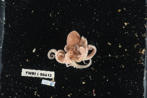  (Octopus mercatoris - FWRI_I_00413)  @11 [ ] CreativeCommons - Attribution Non-Commercial Share-Alike (2018) Unspecified Fish and Wildlife Research Institute