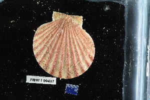  (Aequipecten glyptus - FWRI_I_00437)  @11 [ ] CreativeCommons - Attribution Non-Commercial Share-Alike (2018) Unspecified Fish and Wildlife Research Institute