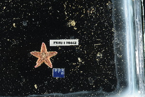  (Astropecten cingulatus - FWRI_I_00442)  @11 [ ] CreativeCommons - Attribution Non-Commercial Share-Alike (2018) Unspecified Fish and Wildlife Research Institute